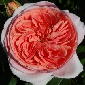 Chippendale - trandafiri - www.pharmarosa.ro